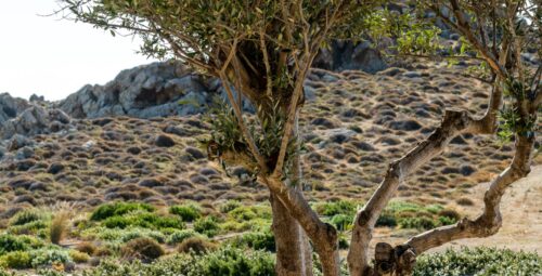 cavo_dante_villa_luxury_accommodation_mykonos (63)